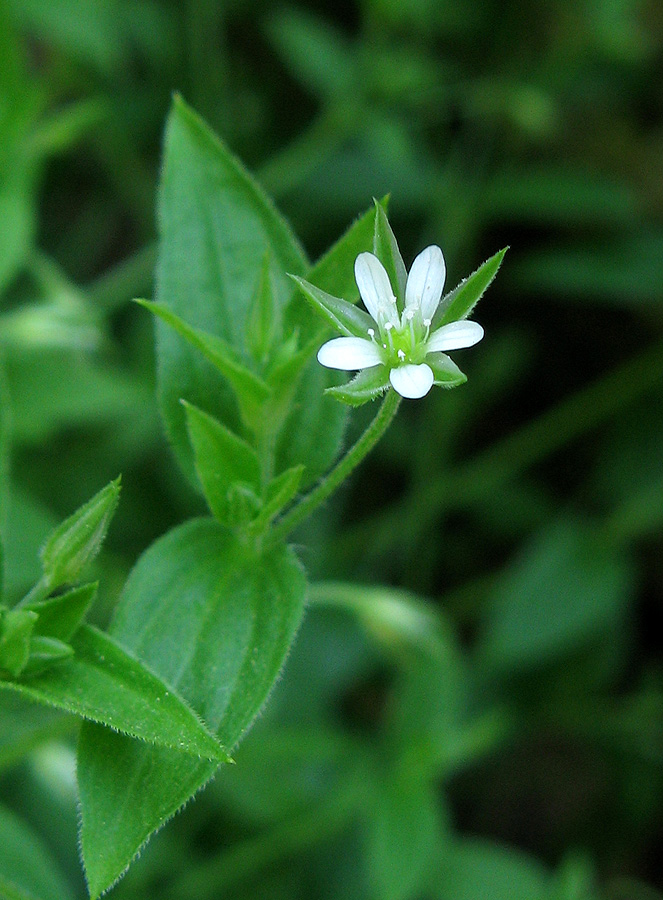 Изображение особи Moehringia trinervia.