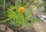 Equisetum fluviatile