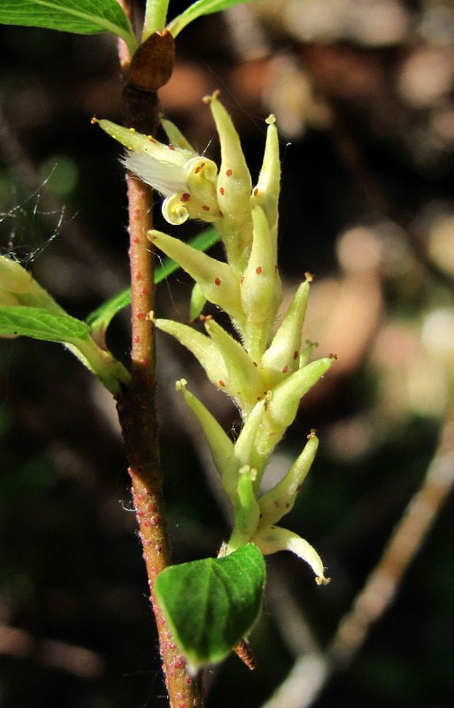 Изображение особи Salix arbuscula.