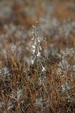 Delphinium camptocarpum. Цветущее растение. Южный Казахстан, восточная граница пустыни Кызылкум. 05.05.2013.