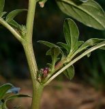 Amaranthus blitoides. Часть побега с соцветиями. Ростовская обл., Азовский р-н, с. Кугей. 24.07.2013.