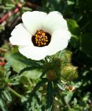 Hibiscus trionum