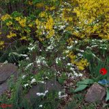 Spiraea lanceolata