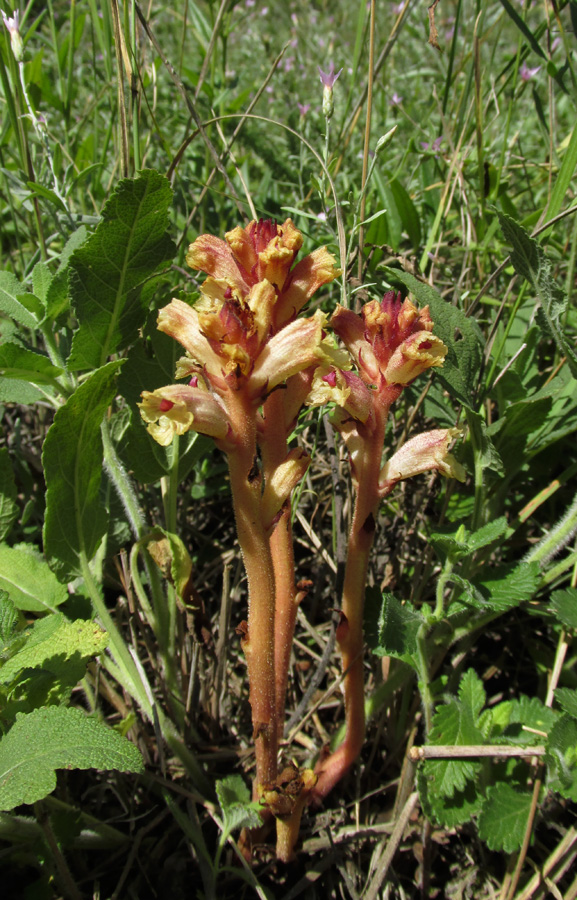 Изображение особи Orobanche alba.