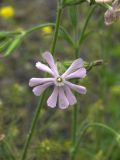 Silene noctiflora