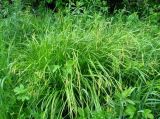 Carex arnellii. Цветущее растение на лугу. Кемеровская обл., окр. г. Кемерово. 03.06.2008.