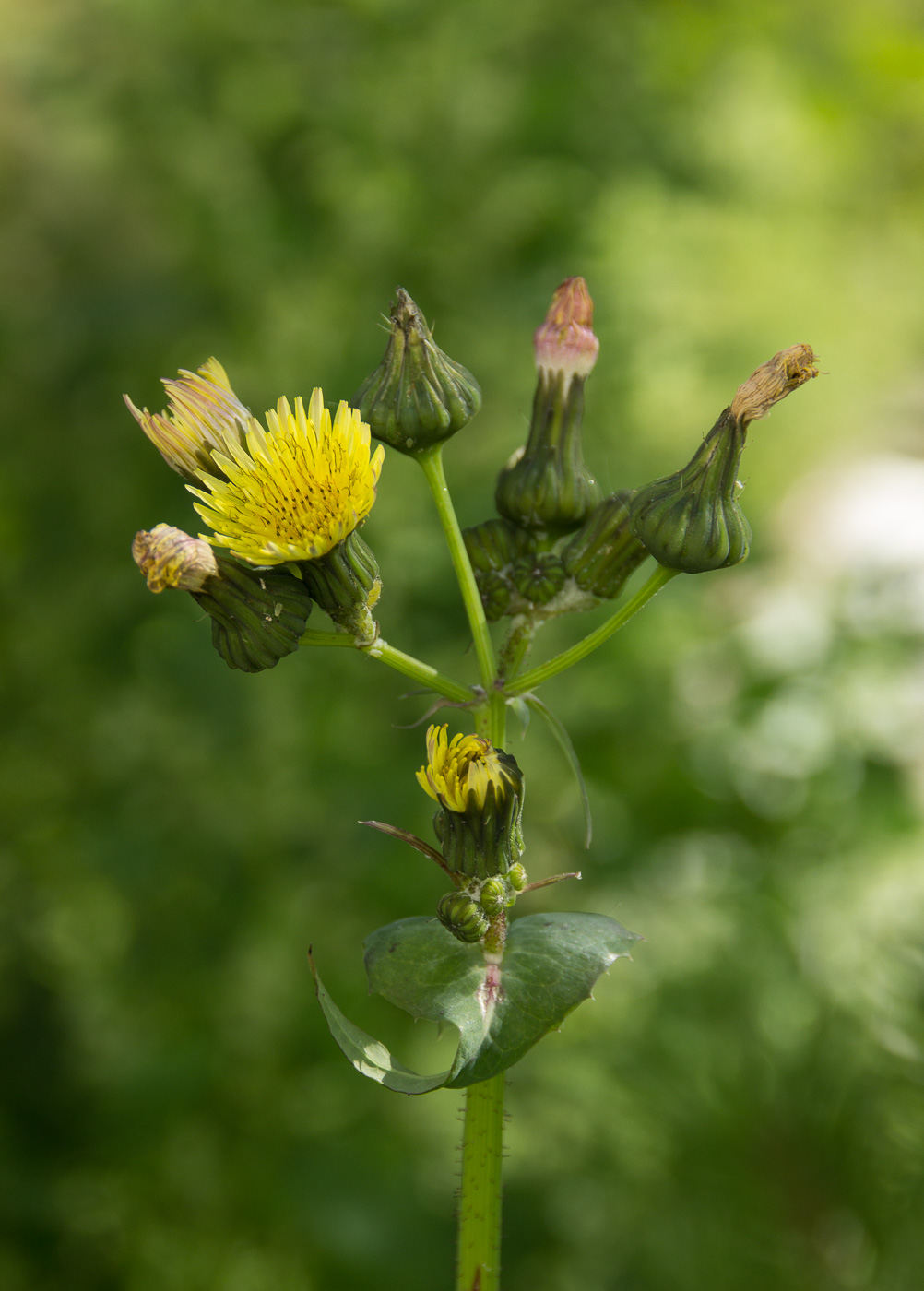 Изображение особи Sonchus oleraceus.