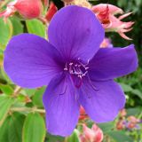 Tibouchina urvilleana