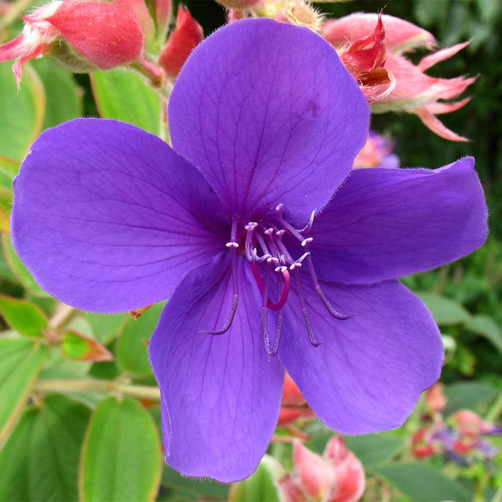 Изображение особи Tibouchina urvilleana.