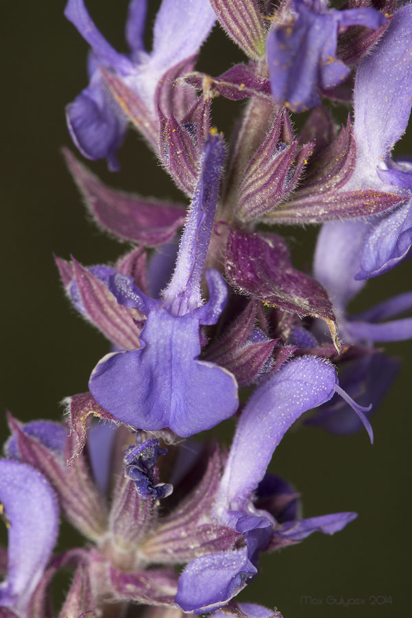 Изображение особи Salvia tesquicola.