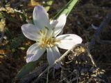 Colchicum ritchiei