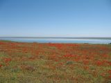 Papaver pavoninum. Аспект цветущих растений. Казахстан, Жамбылская обл., Таласский р-н, плато над сев. берегом оз. Акколь. 16 апреля 2016 г.