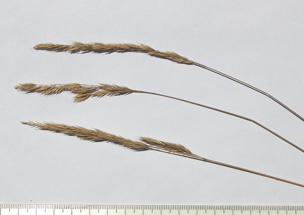 Image of Festuca valesiaca specimen.