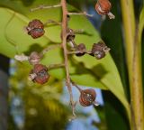 Alpinia zerumbet