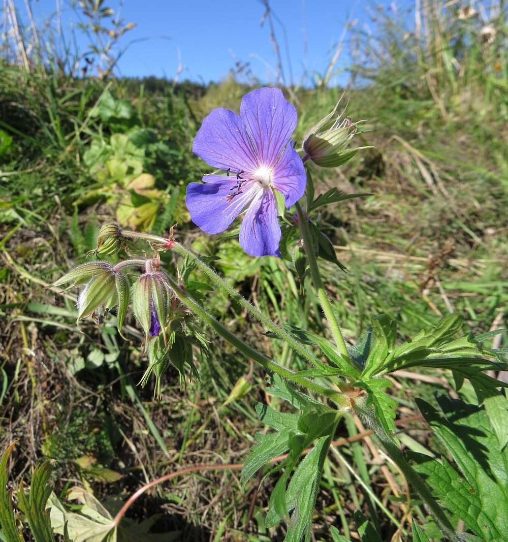 Изображение особи Geranium pratense.