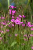 Dianthus deltoides