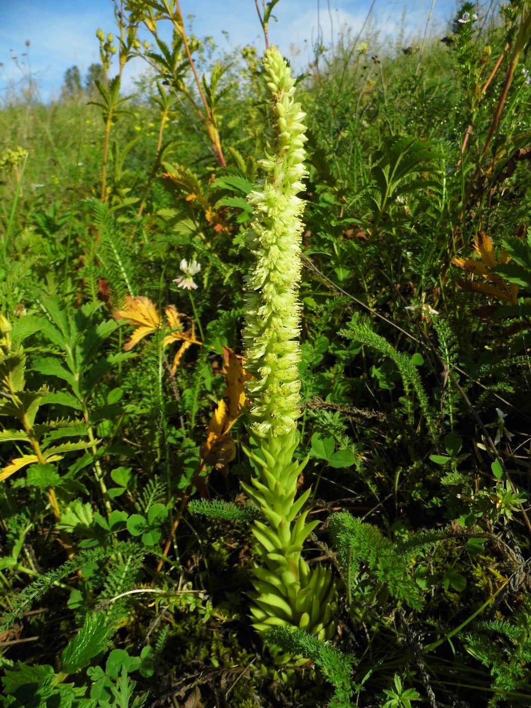 Изображение особи Orostachys spinosa.