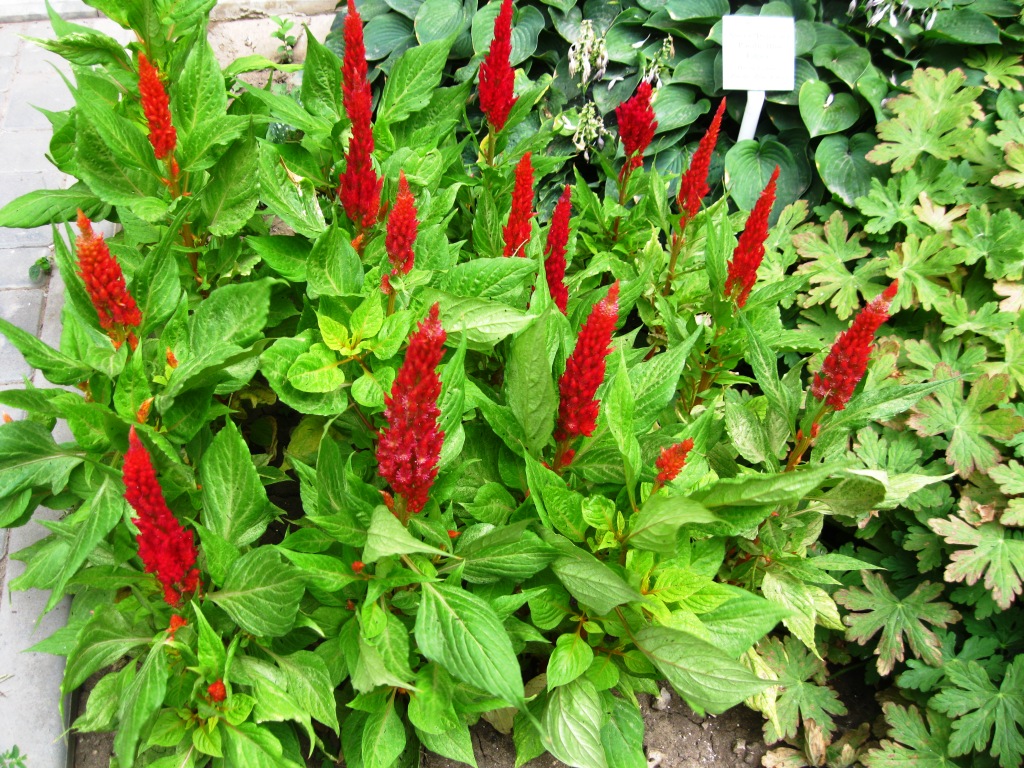 Изображение особи Celosia argentea.