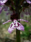 Orchis purpurea. Цветок. Крым, Байдарская долина, окр. с. Кизиловое, гора Пыскачых. 26.04.2010.