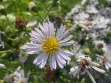 Symphyotrichum novi-belgii