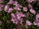 Claytonia sarmentosa