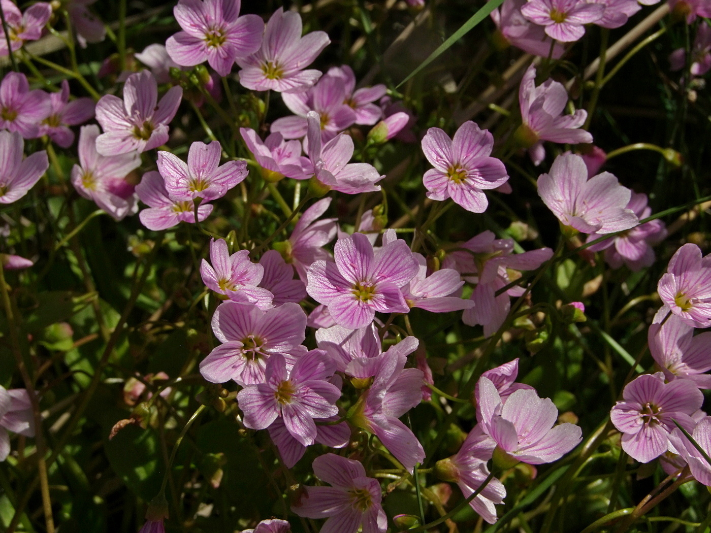 Изображение особи Claytonia sarmentosa.