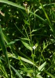 Epilobium adenocaulon