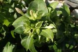 Mirabilis jalapa