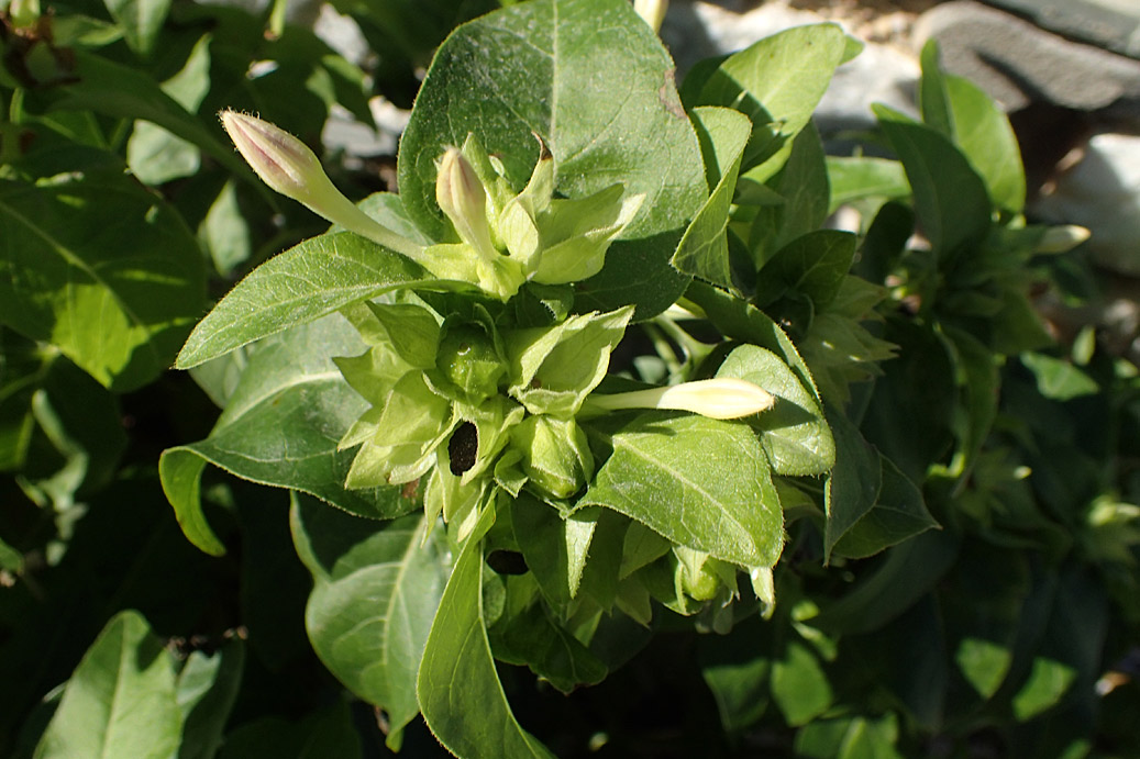 Изображение особи Mirabilis jalapa.