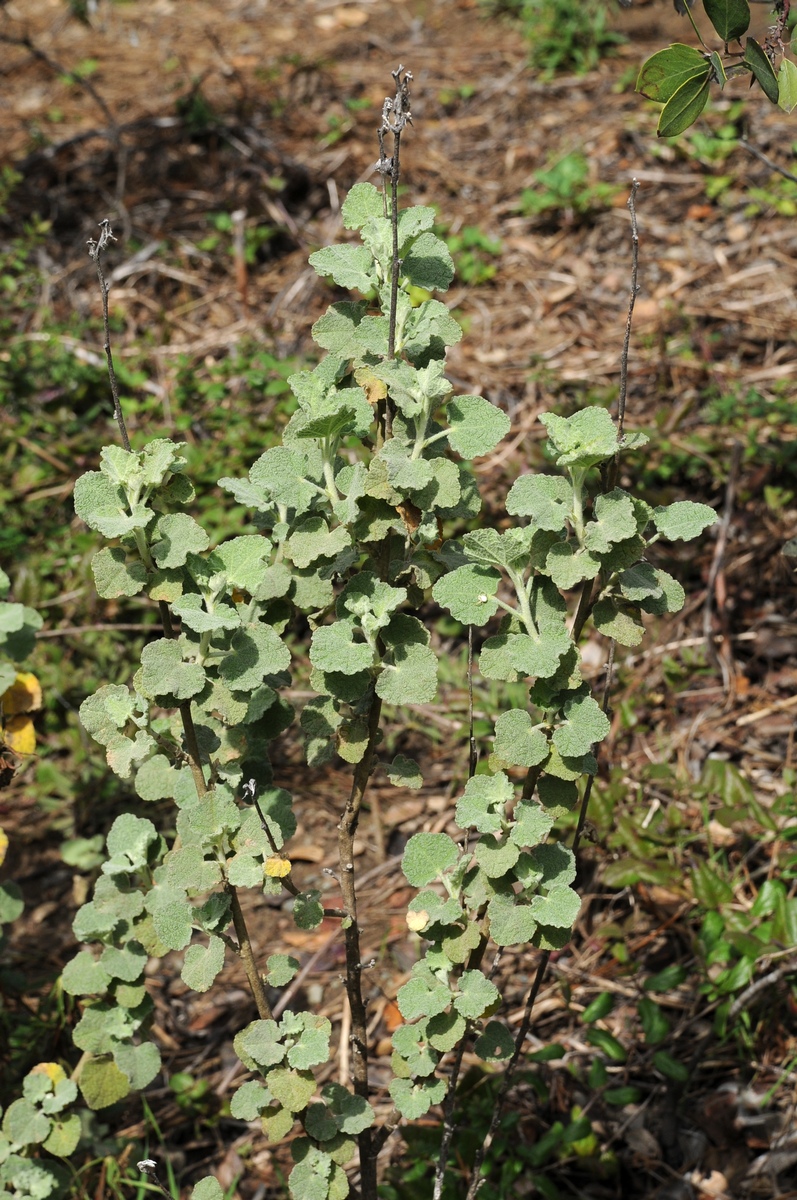 Изображение особи Malacothamnus fremontii.