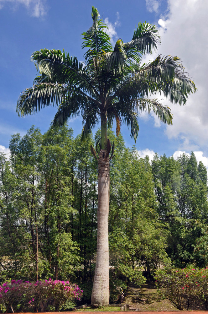 Изображение особи Roystonea regia.