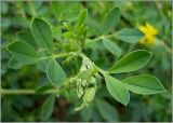 Medicago falcata. Верхушка побега. Чувашия, окр. г. Шумерля, ст. Кумашка, ж.-д. насыпь. 1 июня 2010 г.