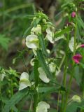 Pedicularis resupinata