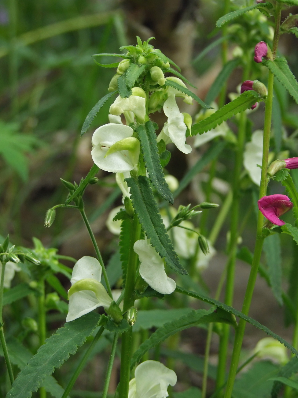 Изображение особи Pedicularis resupinata.