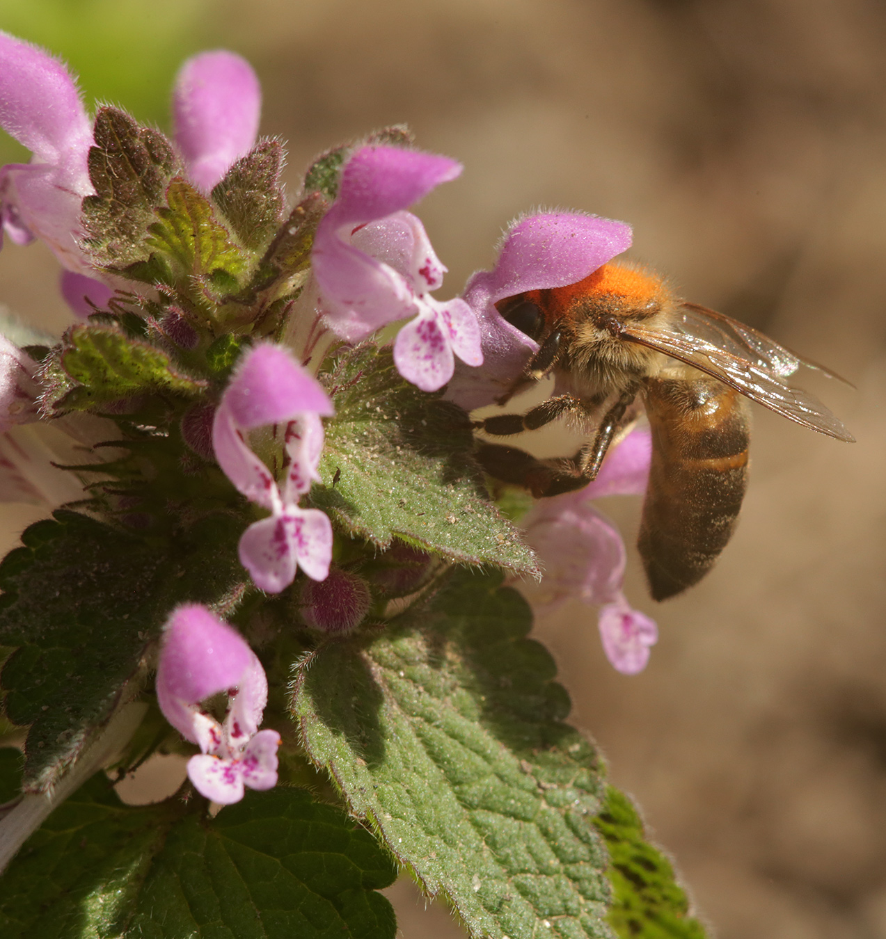 Изображение особи Lamium purpureum.