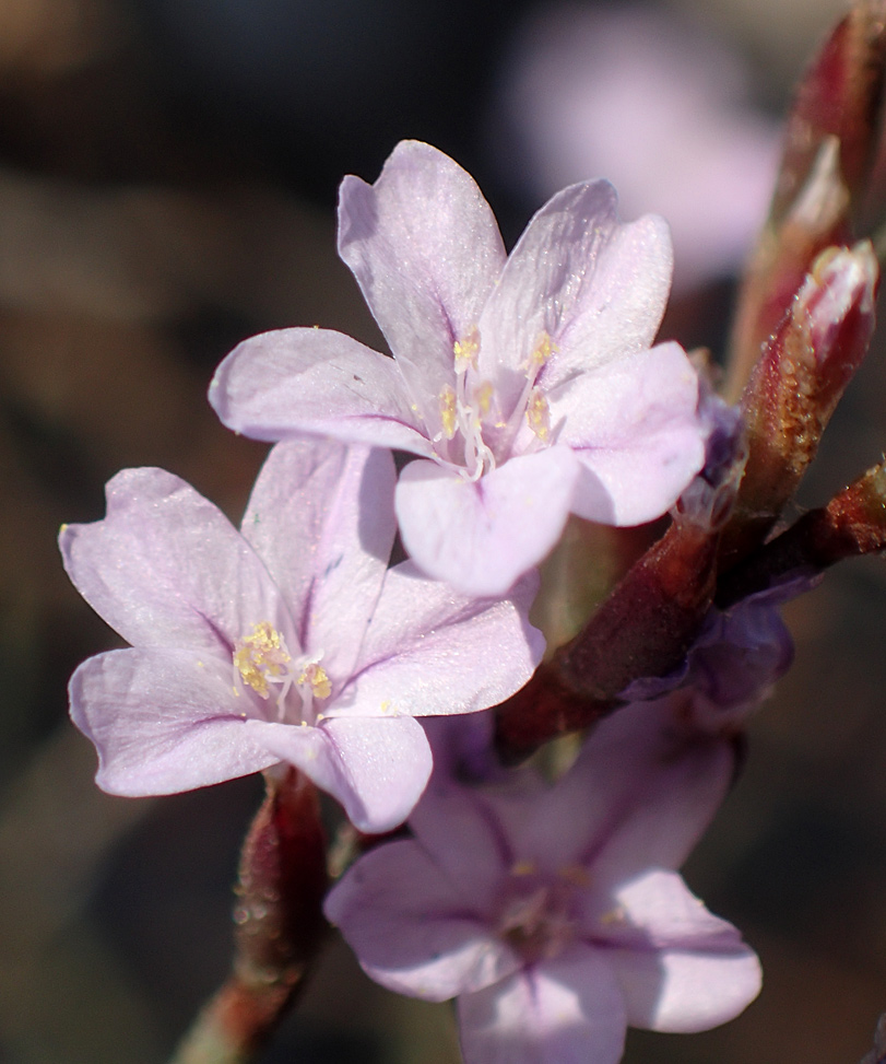 Изображение особи Limonium virgatum.