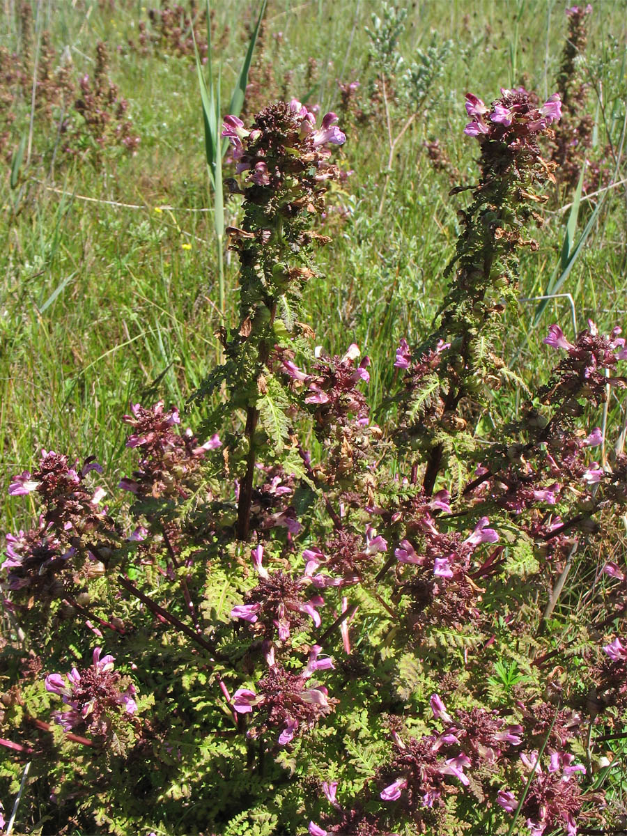 Изображение особи Pedicularis palustris.