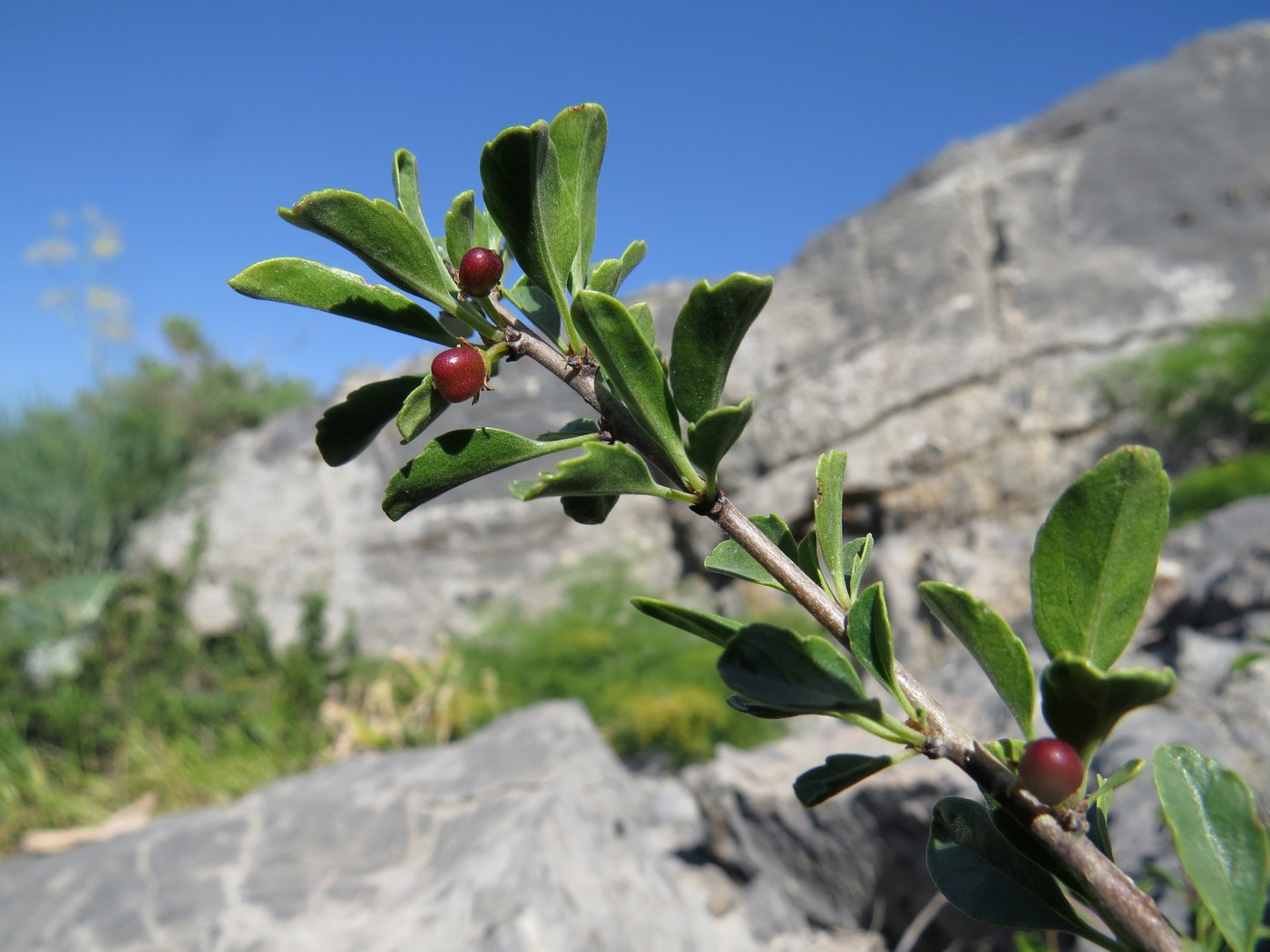 Изображение особи Rhamnus songorica.