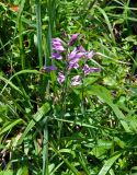 Cephalanthera rubra