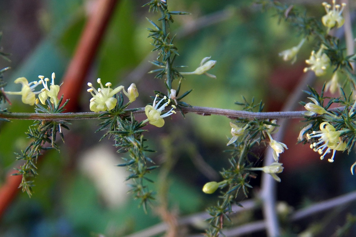 Изображение особи Asparagus acutifolius.