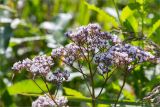 Valeriana officinalis. Соцветие. Ленинградская обл., Ломоносовский р-н, долина р. Шингарка, берег ручья, разнотравный луг на известняке. 06.08.2019.