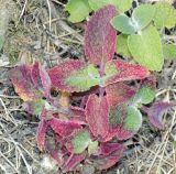 Salvia verticillata