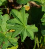 genus Alchemilla