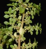 Pilea microphylla