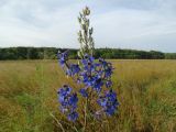 Delphinium cuneatum