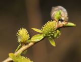 Salix pierotii