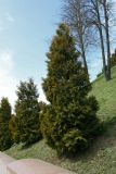 Thuja occidentalis