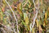 Chamaedaphne calyculata