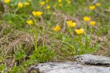 Ranunculus brachylobus. Цветущие растения. Карачаево-Черкесия, Урупский р-н, Кавказский биосферный заповедник, Имеретинское ущелье, долина р. Имеретинка (в верхнем течении), ≈ 2400 м н.у.м., альпийский луг, на скале. 27.07.2022.