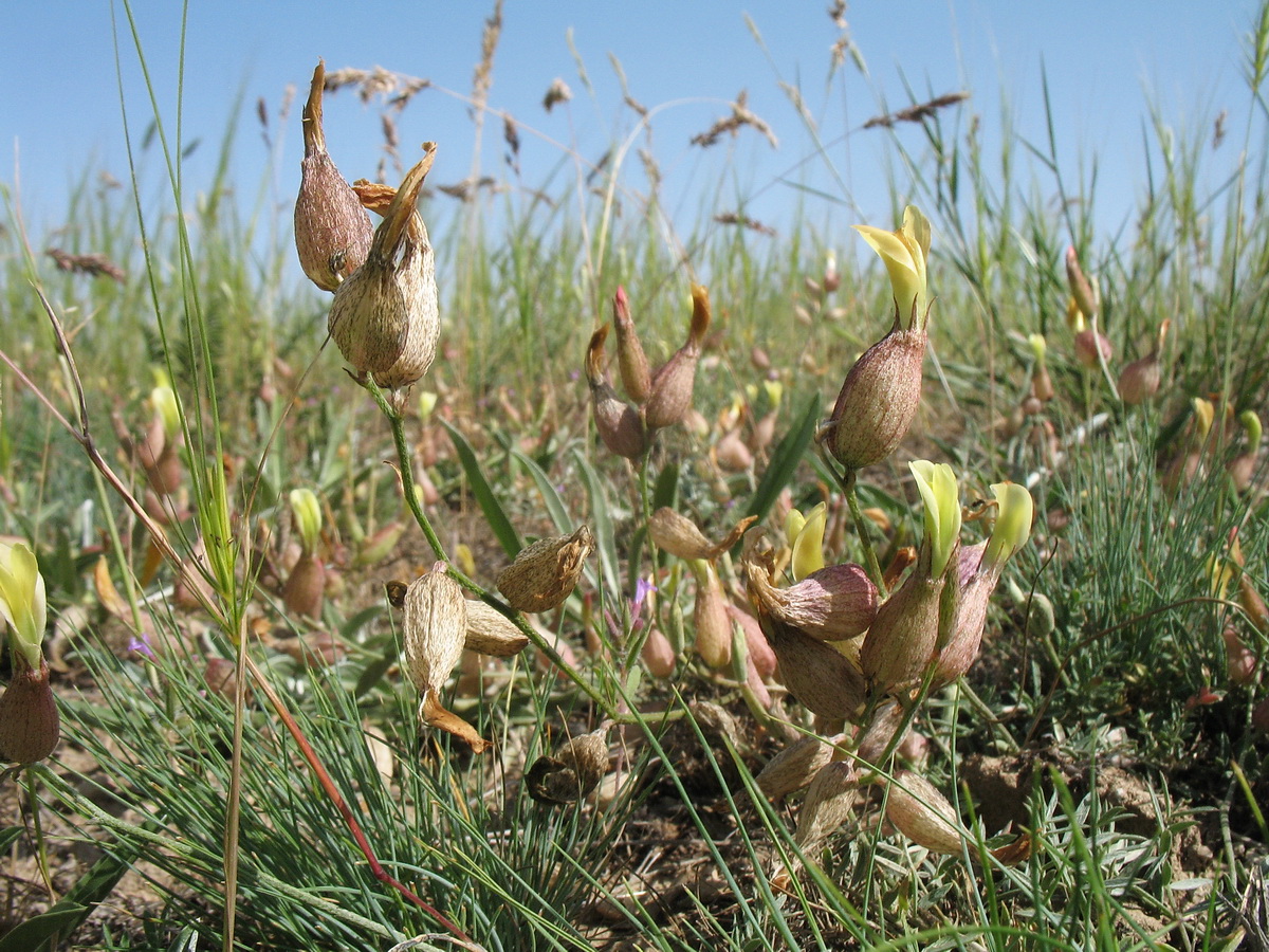 Изображение особи Astragalus krauseanus.